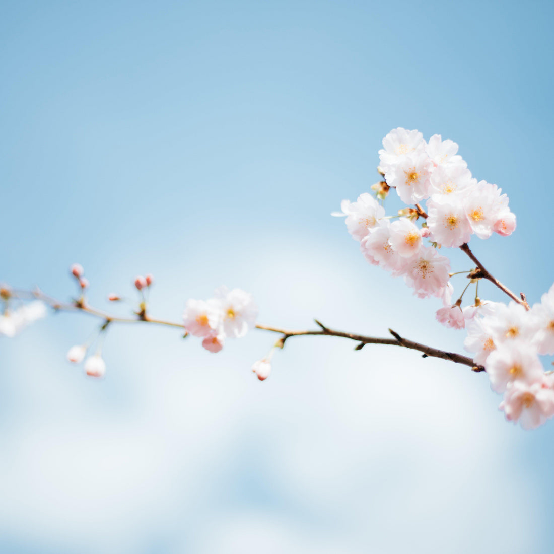 The Hope of Spring