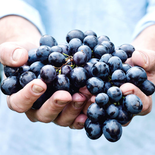 Abide and Thrive-Muscadine Press